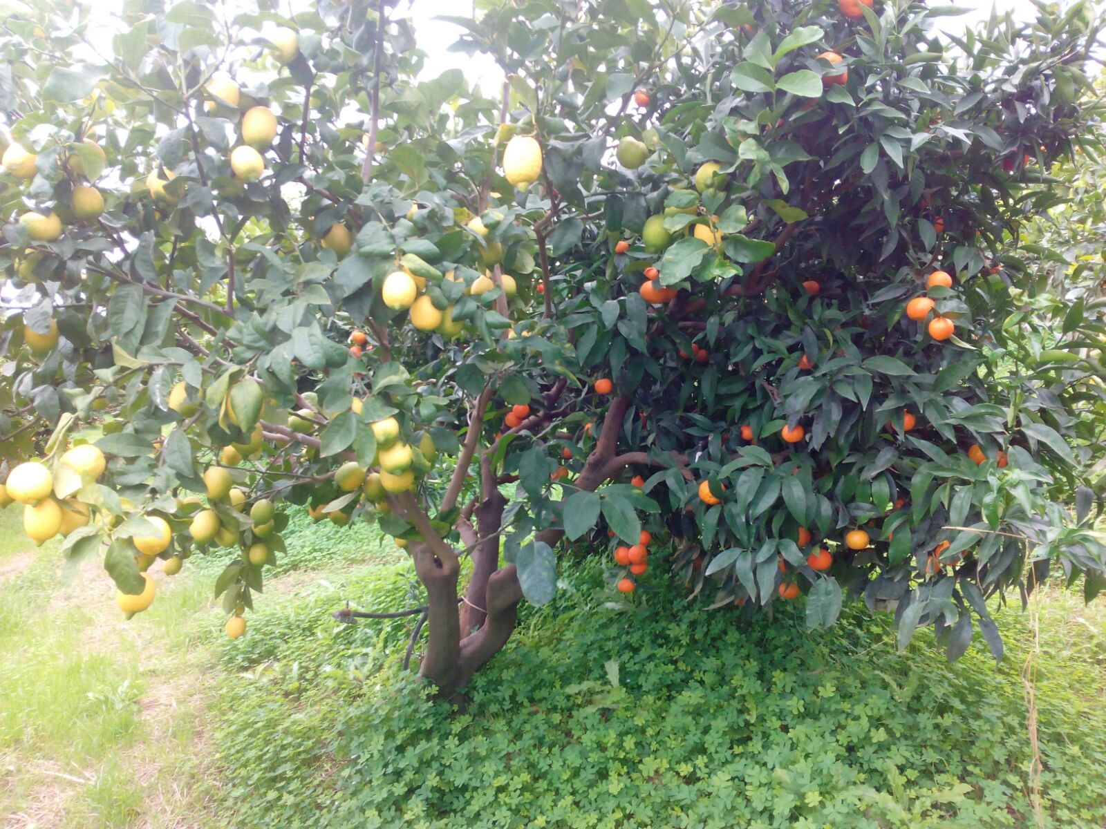 piante clementine limini innesto