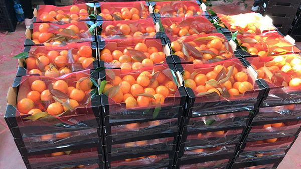 Per la grande distribuzione organizzata (GDO) ed i mercati ortofrutticoli